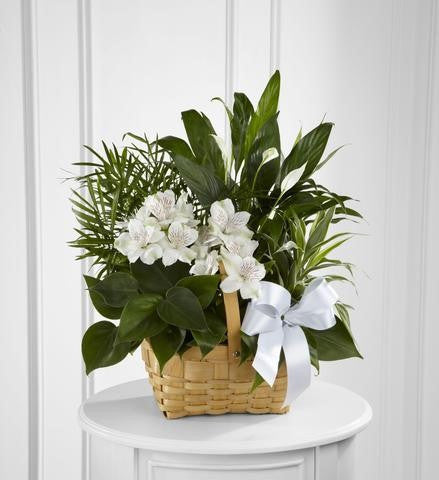 The FTD Peace & Serenity Dishgarden (S9-4454) – Director Flowers