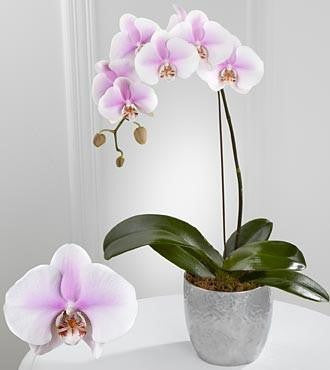 Truth's Beauty Phalaenopsis Orchid – Director Flowers